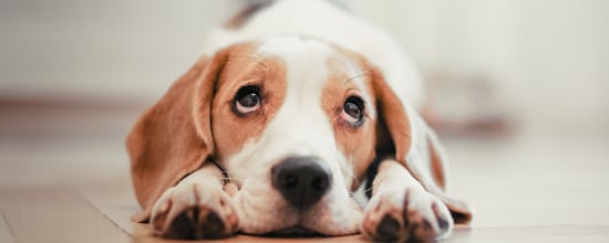 10 Common Human Behaviors That Dogs Can't Stand