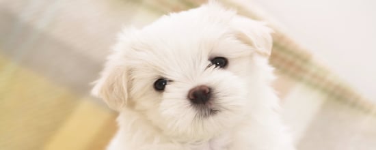 10 Most Popular Dog Breeds in 2024