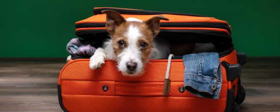 10 Tips Ensure A Wonderful Travel With Your Dog