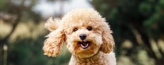 10 Top Popular Poodle Mixes Breeds Of 2024