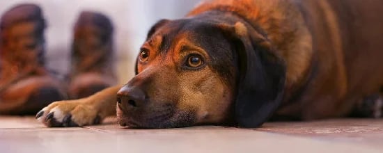 8 Common Health Concerns In Senior Dogs According To Experts