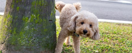 A Detailed Guide On How To Potty Train Your Dog To Go In One Spot