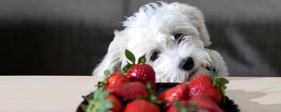 A Full List Of Human Foods Dogs Can And Cannot Eat