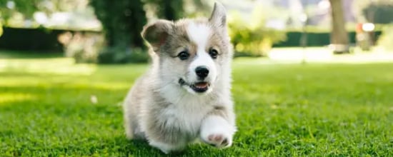 Are You Teaching Your Puppy Bad Habits？