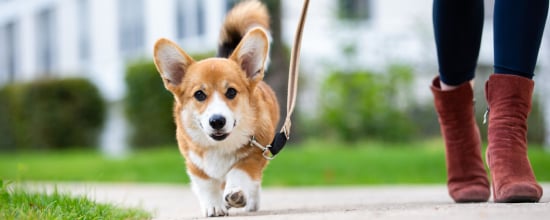 Dog Walking 101: Here Is What You Should Know