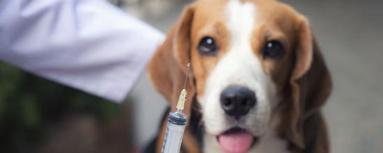 Everything You Need To Know About Dog Vaccinations