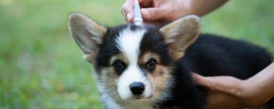 How To Protect Puppies From Flea And Tick?