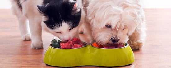 Nourishing Our Cute Companions: A Mindful Guide To Feed Dogs