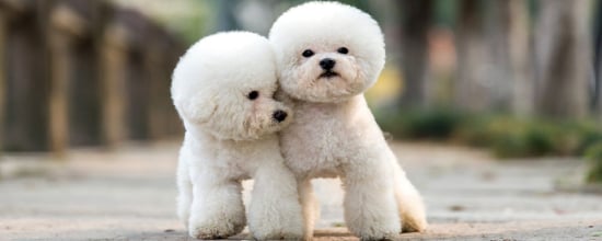 Top Hypoallergenic Dog Breeds for People With Allergies