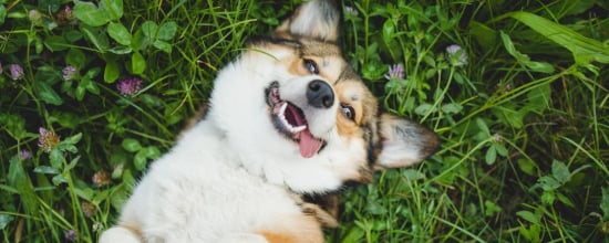 Why Do Your Puppies Roll On Their Backs?