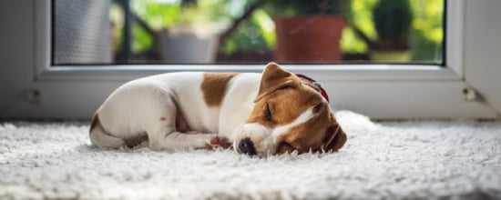 Why Does My Dog Sleep By The Door?